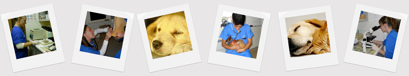 https://www.theveterinaryassistantschool.com/mycontent/media/2015/02/inner-banner7.jpg